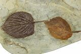 Wide Plate with Six Fossil Leaves (Three Species) - Montana #262520-3